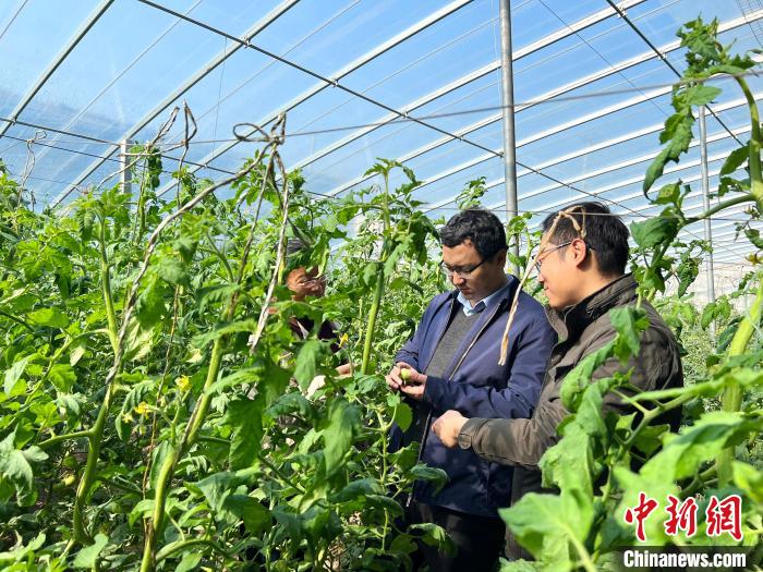图为农业专家对合作社蔬菜种植进行技术指导。(资料图) 山东省农科院 供图