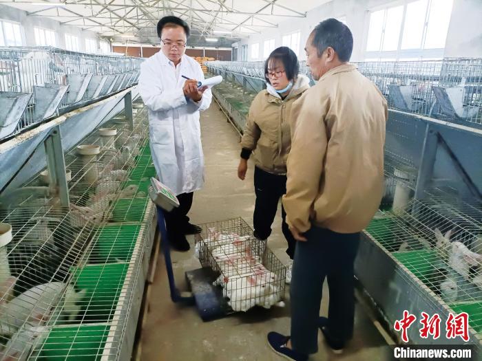 图为畜牧兽医所专家进行养殖试验。(资料图) 山东省农科院 供图