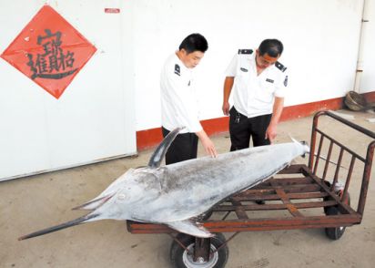 日照渔民捕获近3米长旗鱼
