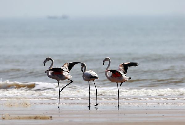 火烈鸟“迷”上日照金海滩 