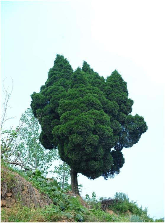 日照三级古树名木：百年常绿乔木圆柏