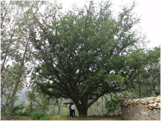 日照一级古树名木：500年银杏根深叶茂