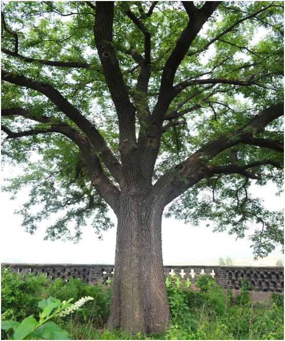 日照三级古树名木：230年黄连木枝密叶繁