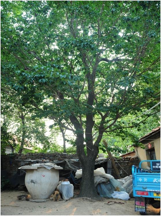 日照三级古树名木：150年流苏树高大优美