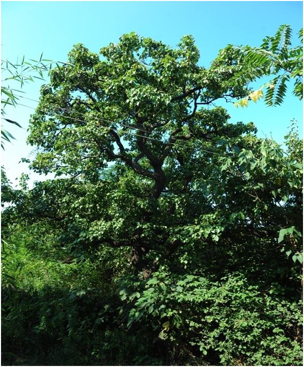 日照三级古树名木：枝叶婆娑的杜梨树