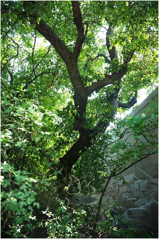 日照三级古树名木：120年褐梨枝繁叶茂