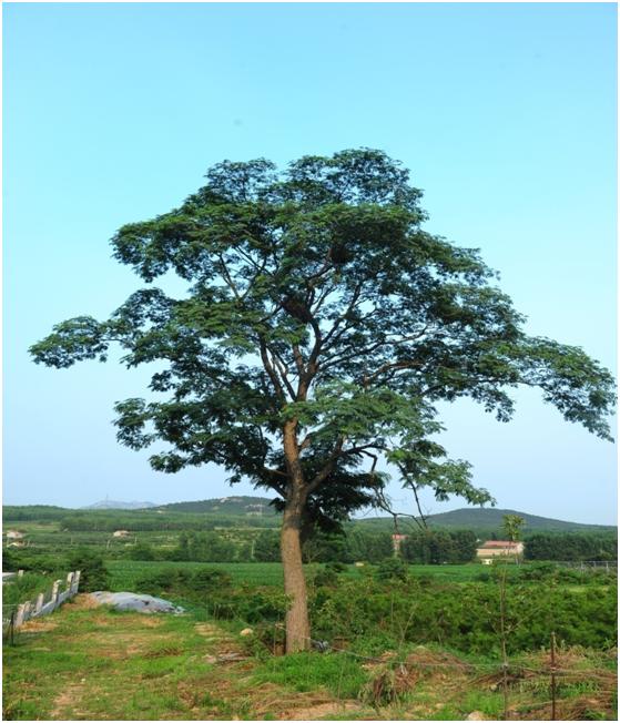 日照三级古树名木：110年合欢树高19.5米