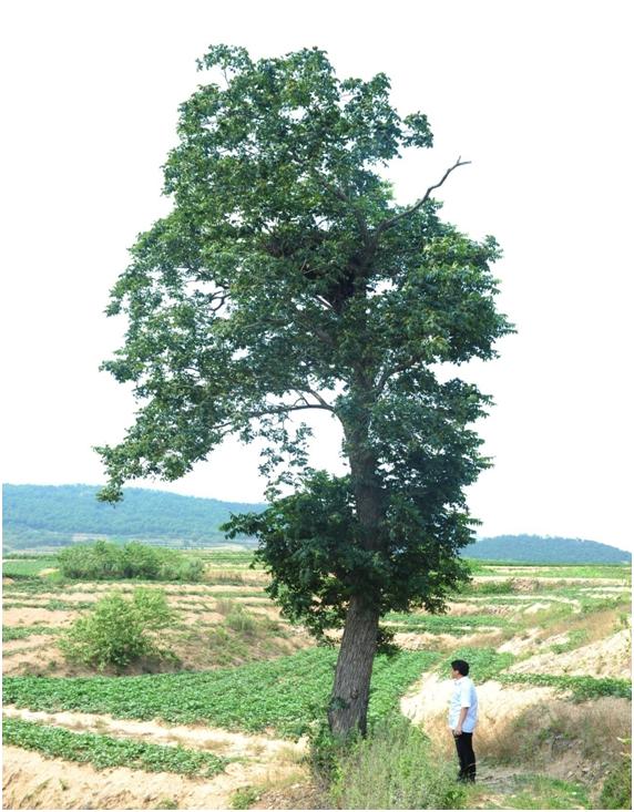 日照三级古树名木：百年化香枝叶茂盛