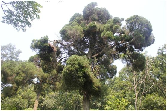 日照二级古树名木：300年常绿乔木圆柏