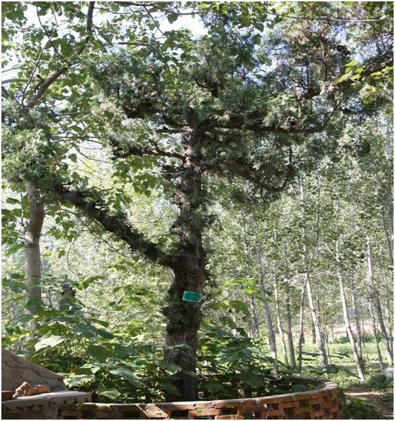 日照三级古树名木：苍翠挺拔的侧柏树