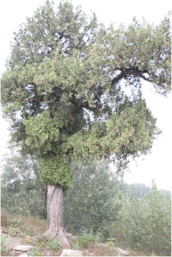 日照一级古树名木：苍翠挺拔的侧柏树