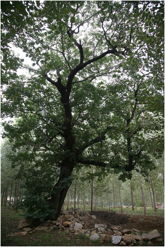 日照二级古树名木：高大优美的流苏树