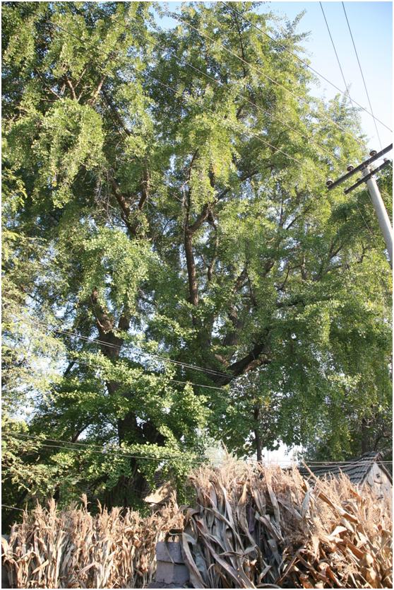 日照二级古树名木：400年银杏枝繁叶茂