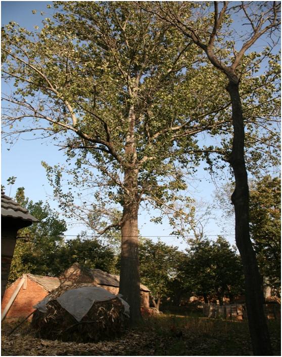 日照三级古树名木：250年白杨高大挺拔