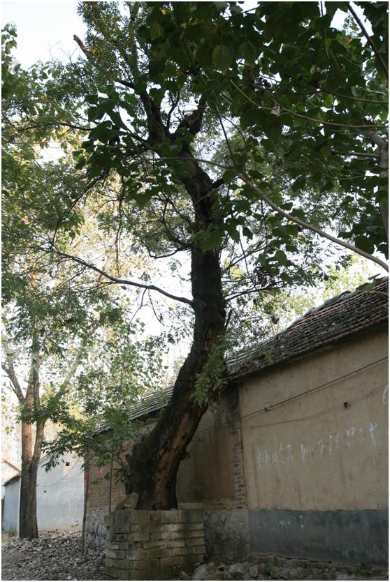 照三级古树名木：150年国槐苍劲挺拔