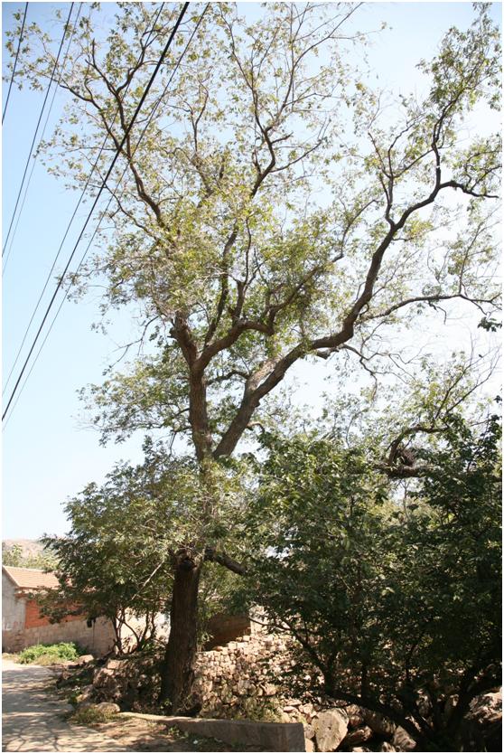 日照三级古树名木：150年枫杨枝叶婆娑