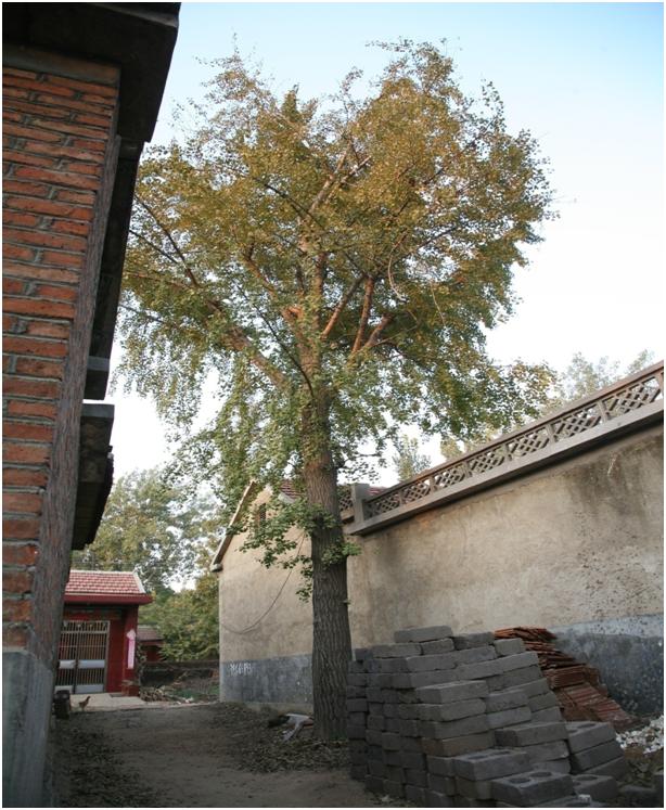 日照三级古树名木：百年银杏高大挺拔