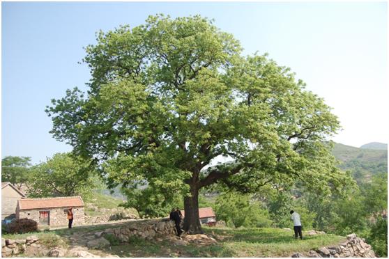 日照一级古树名木：千年黄连木美名“思乡树”