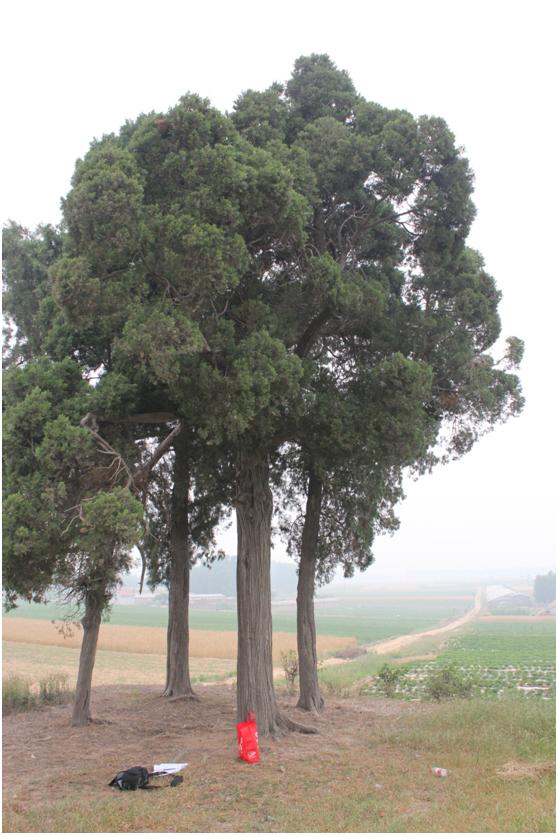 日照二级古树名木：360年常绿乔木圆柏