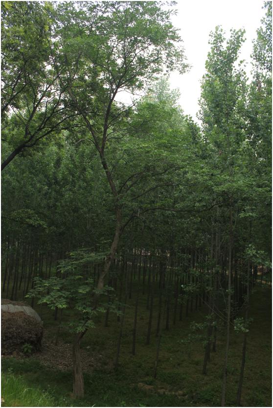 日照三级古树名木：170年黄檀树
