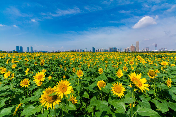 城市花海