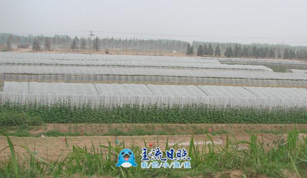 岳家村瓜菜大棚.jpg