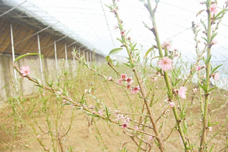 大棚桃花映雪开