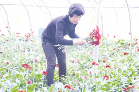 “鲜花经济”添力乡村振兴