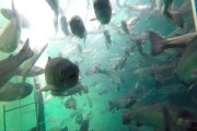 “深蓝一号”水下视频！日照产三文鱼春节上市！