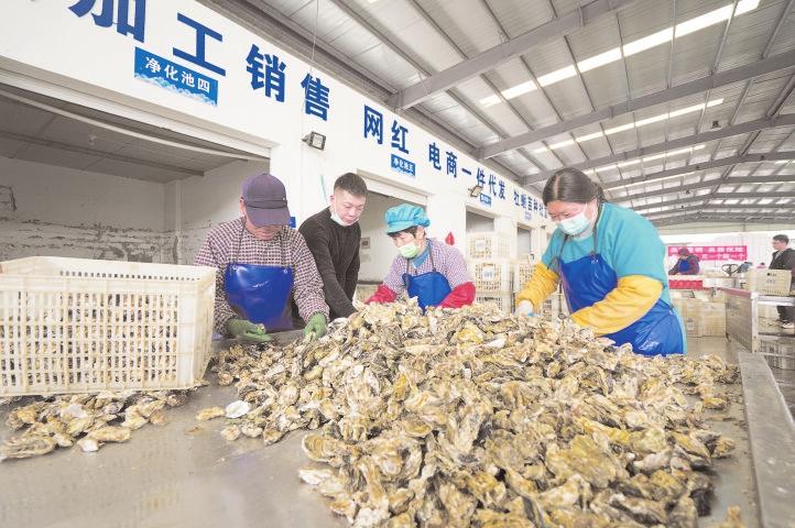 牡蛎产业富民兴村