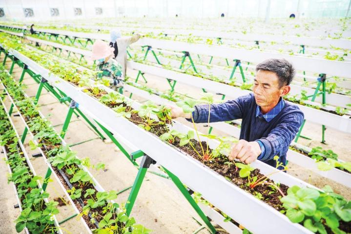 “无土草莓”助农增收