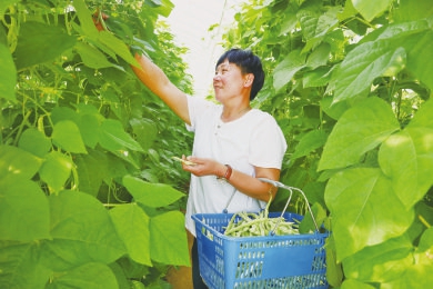 芸豆丰收助农增收