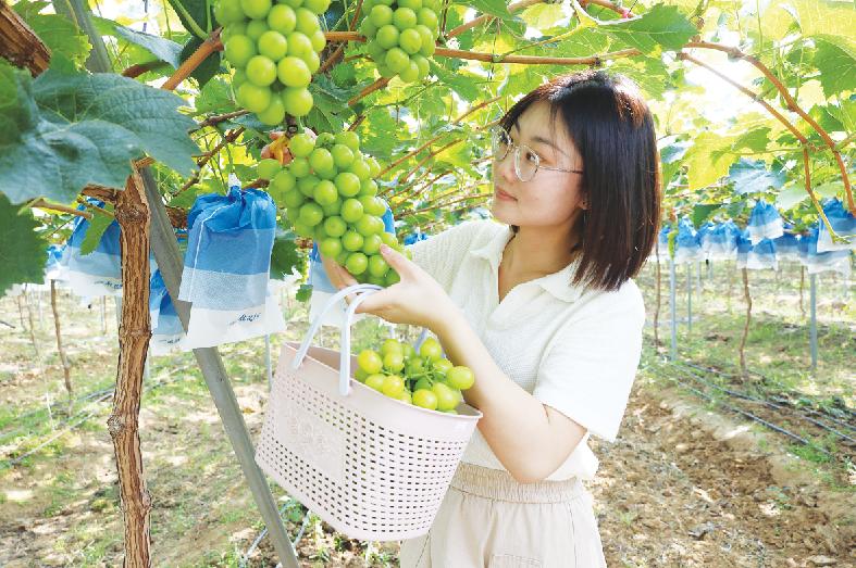 葡萄成熟甜蜜蜜