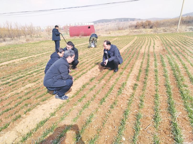农技专家支招小麦田间管理