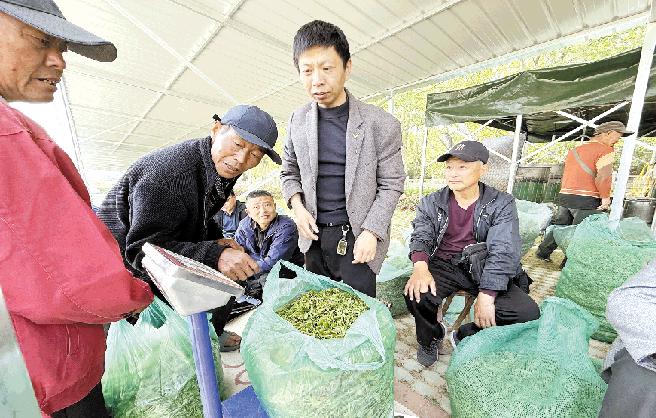 茶叶市场持续升温