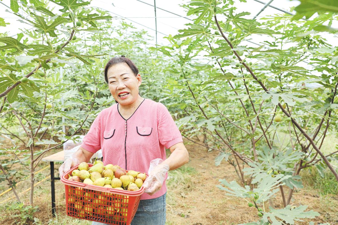 增收致富的“甜蜜果”