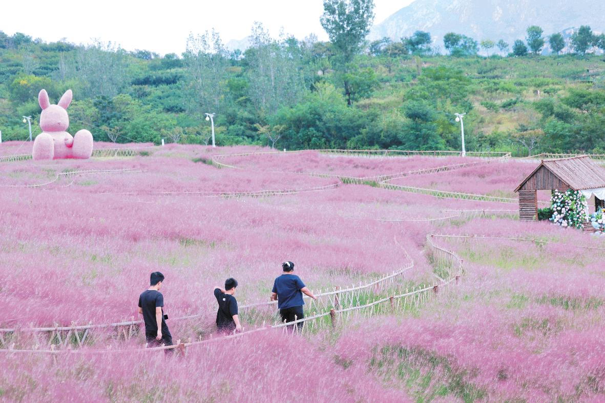 粉黛花海引客来