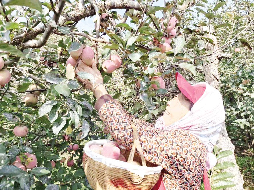 苹果采摘正当时