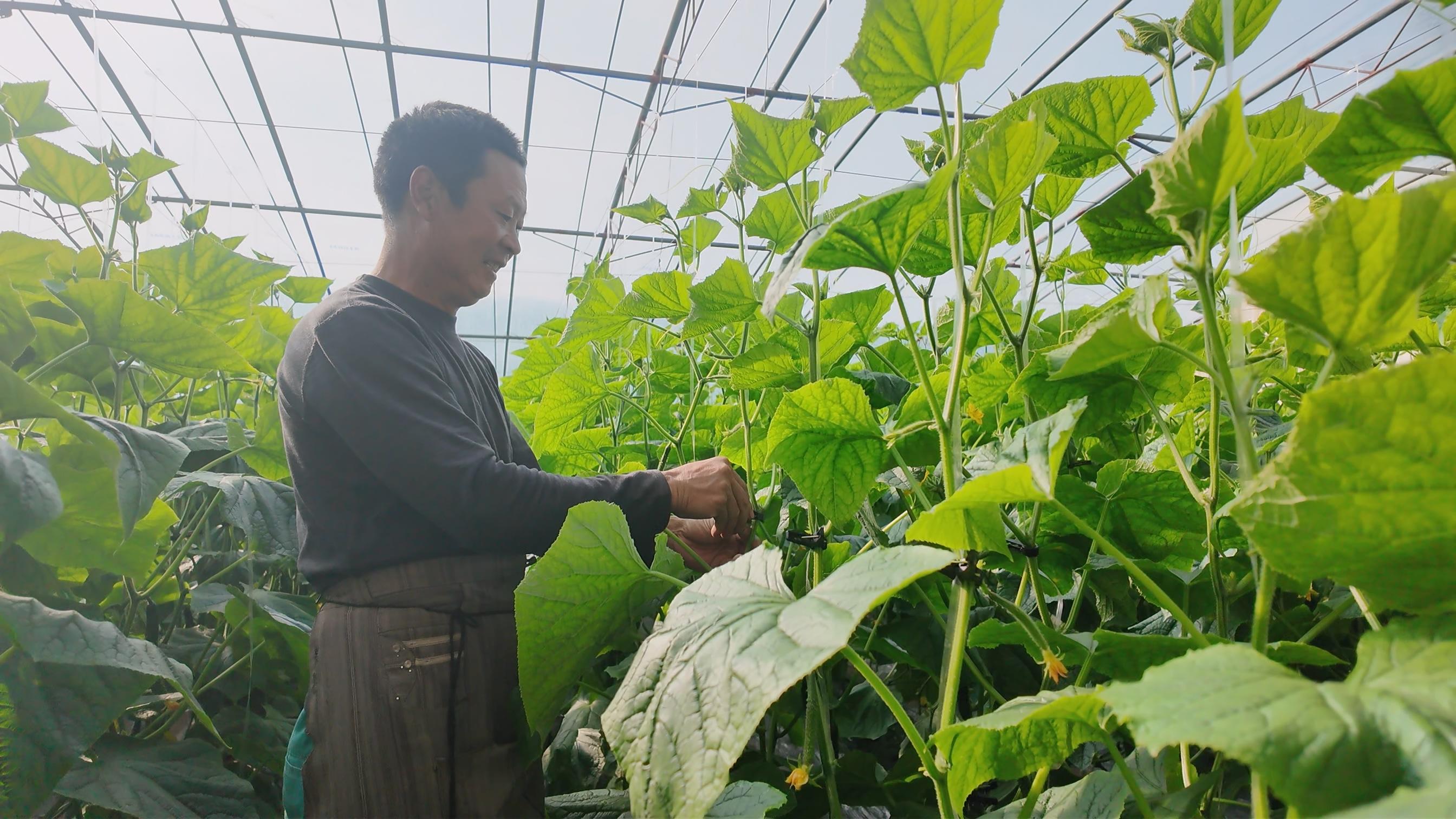 大棚蔬菜迎丰收