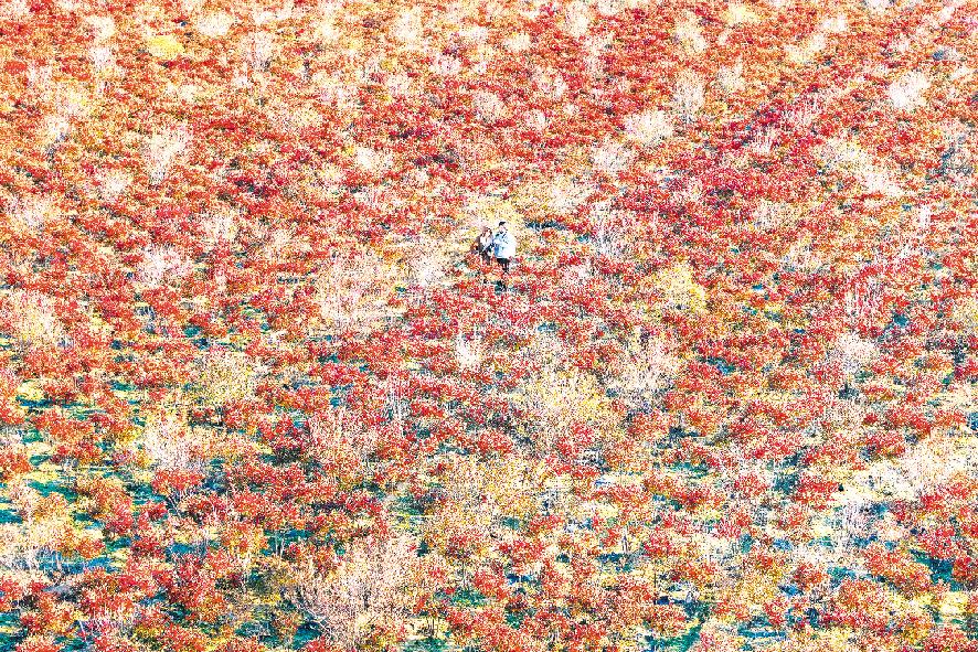 发展特色种植 聚力产业融合