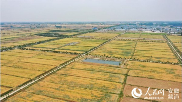 安徽小岗村的乡村振兴新图景