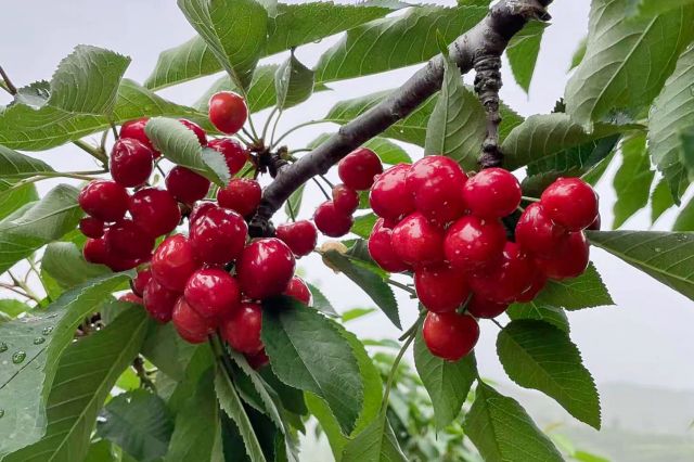 時尚媽媽孕婦服裝推薦（孕媽時尚穿搭圖片欣賞）