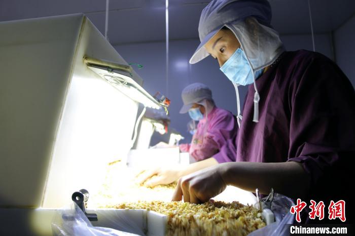 日本遊戲模特大年夜選 世嘉新做相中AV女伶