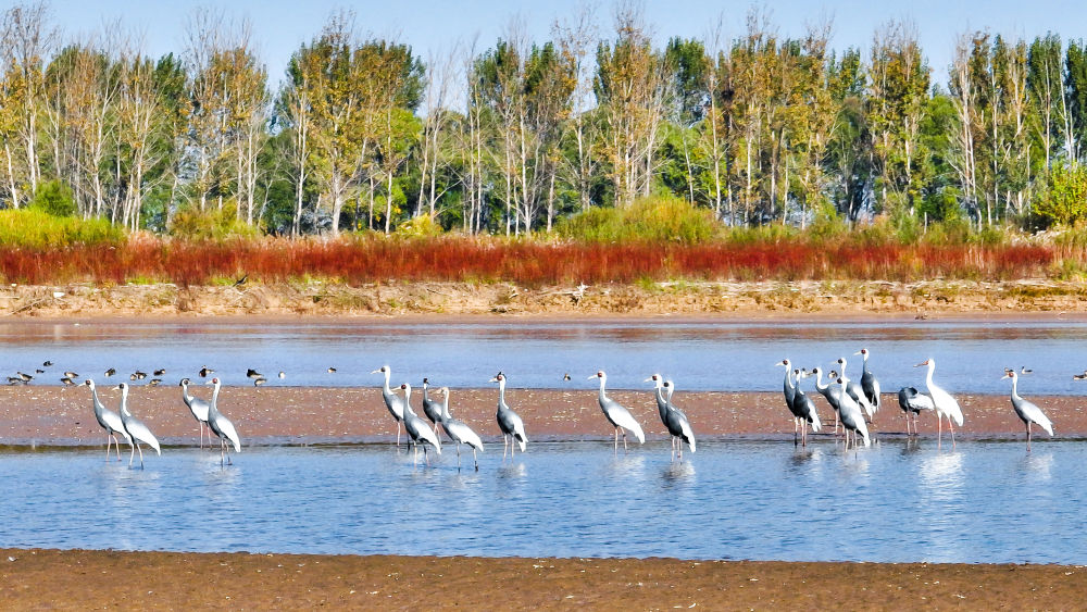 大媽時尚服裝冬季套裝（大媽冬裝外套）