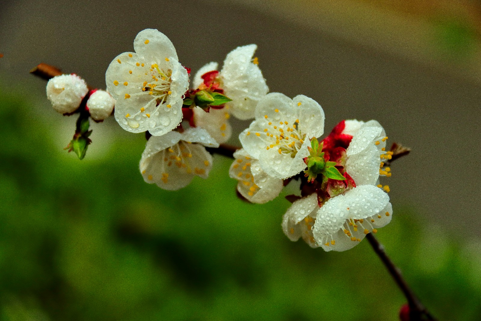時尚服裝可愛甜美風（時尚服裝穿搭）