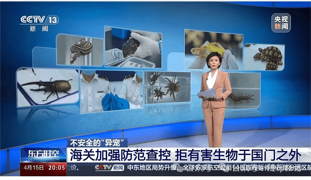 异宠危害, 宠物法律风险, 生态灾难