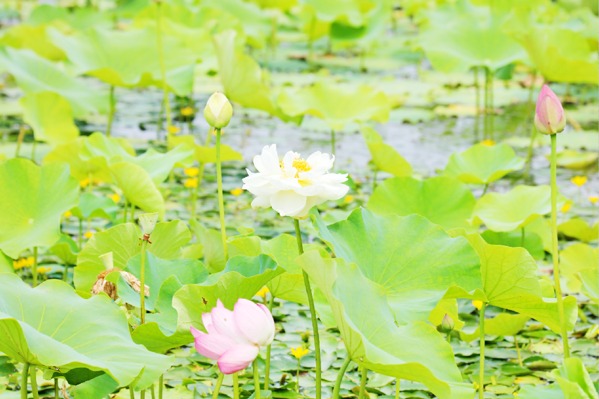 1751263304043045464.png image.png