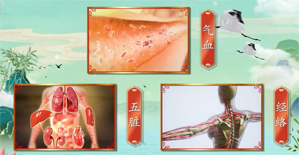 正是基于这一深厚的中医理论,源自明代《永乐大典》所载“神仙不老丸”的康欣口服液应运而生。该古方具有滋而不腻、温而不燥、阴阳并求的特点,讲究补中有通,标本兼治,能共奏补益脾肾、养血活血之功。为了将这一经典古方现代化,研发团队对其进行了科学优化。这其中,选材尤为关键,老中医常言“一味丹参,功同四物”,康欣口服液选用的道地药材白花丹参,其有效成分如丹参酮IIA和丹酚酸B的含量是普通紫花丹参的2至3倍,在活血通经、祛瘀止痛方面功效更为显著,达到“一通百通”的效果。