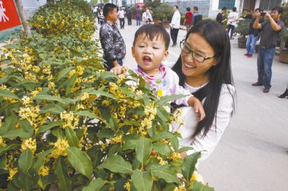 陵阳河畔桂花香