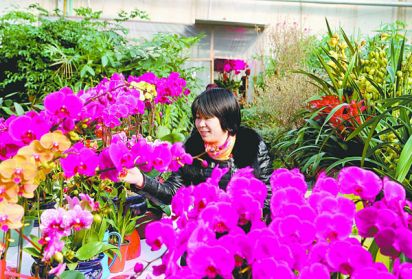 迎春花卉市场升温